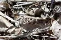 Traveller Grasshopper - photo 2