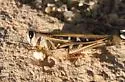 Traveller Grasshopper - photo 3