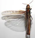 Traveller Grasshopper - photo 4