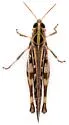 Traveller Grasshopper - photo 5