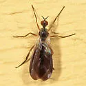 Rhamphomyia basalis