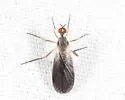 Rhamphomyia basalis - photo 2