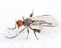 Rhamphomyia basalis - photo 3
