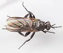 Rhamphomyia brevis