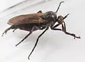 Rhamphomyia brevis - photo 2