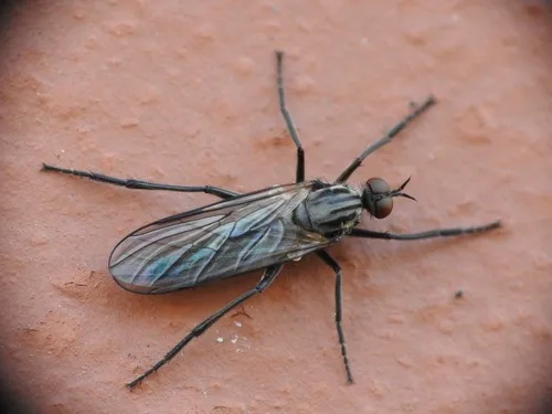 Rhamphomyia crassirostris