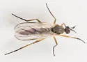 Rhamphomyia gilvipes