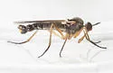 Rhamphomyia gilvipes - photo 2