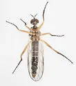 Rhamphomyia gilvipes - photo 3