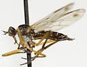 Rhamphomyia gracilis