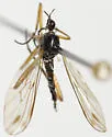 Rhamphomyia gracilis - photo 2