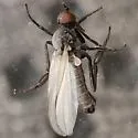 Rhamphomyia leucoptera