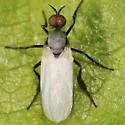 Rhamphomyia leucoptera - photo 2
