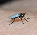 Rhamphomyia leucoptera - photo 3