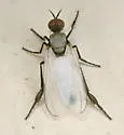 Rhamphomyia leucoptera - photo 4