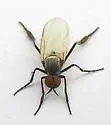 Rhamphomyia leucoptera - photo 5