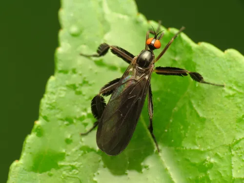 Long-tailed Dance Fly - photo 2