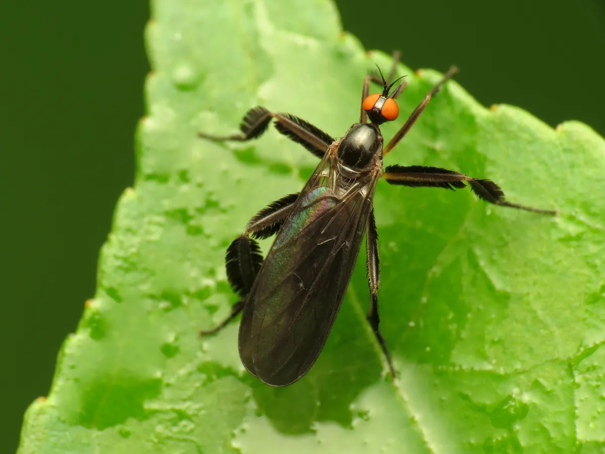 Long-tailed Dance Fly - photo 3