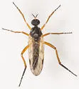 Rhamphomyia luteiventris