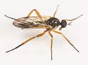 Rhamphomyia luteiventris - photo 2