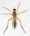 Rhamphomyia luteiventris - photo 3