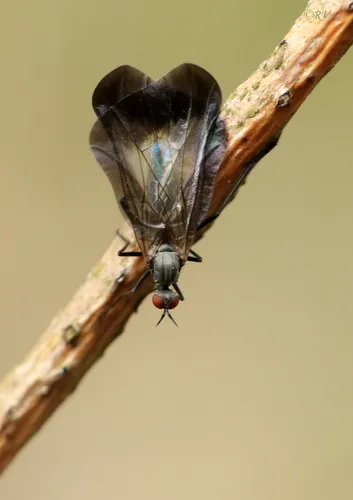 Rhamphomyia marginata