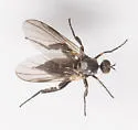 Rhamphomyia nana