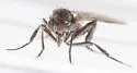 Rhamphomyia nana - photo 2