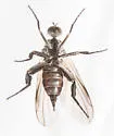 Rhamphomyia nana - photo 3