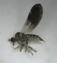 Rhamphomyia nasoni