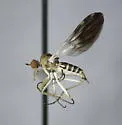 Rhamphomyia nasoni - photo 2