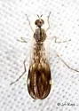 Rhamphomyia nasoni - photo 3