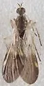 Rhamphomyia nasoni - photo 4