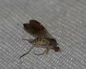 Rhamphomyia nasoni - photo 5
