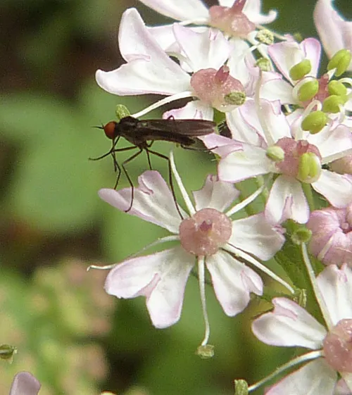 Rhamphomyia nigripennis
