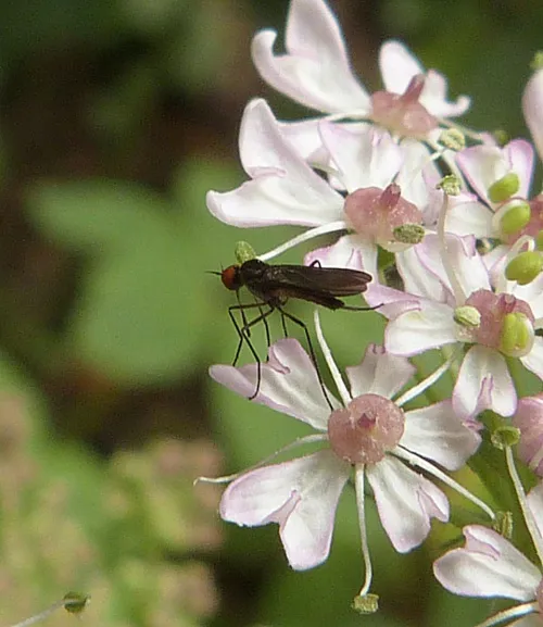 Rhamphomyia nigripennis - photo 2