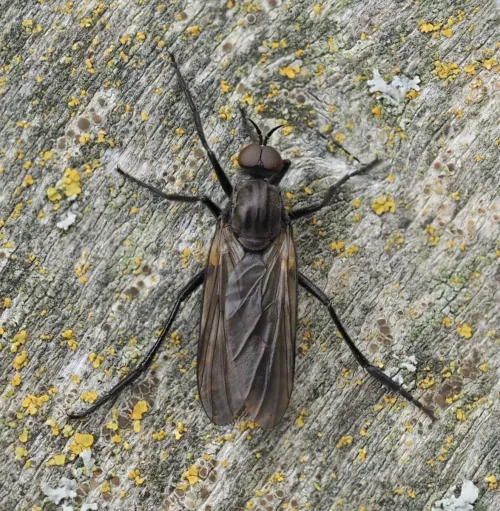 Rhamphomyia subcinerascens