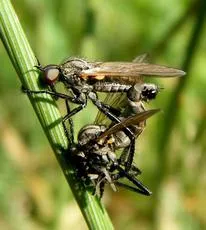 Rhamphomyia subcinerascens - photo 2