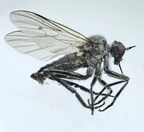 Rhamphomyia subcinerascens - photo 3