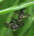 Rhamphomyia sudigeronis