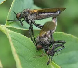 Rhamphomyia sulcata