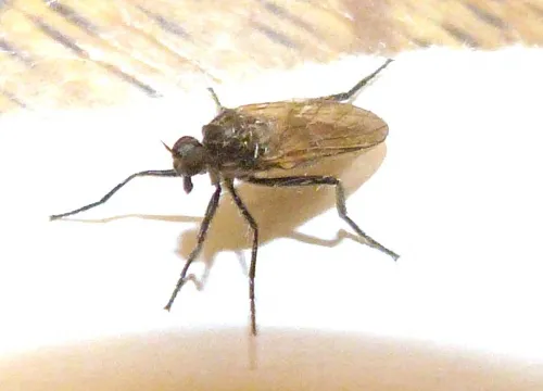 Rhamphomyia sulcata - photo 2