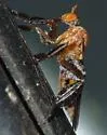 Rhamphomyia testacea - photo 3