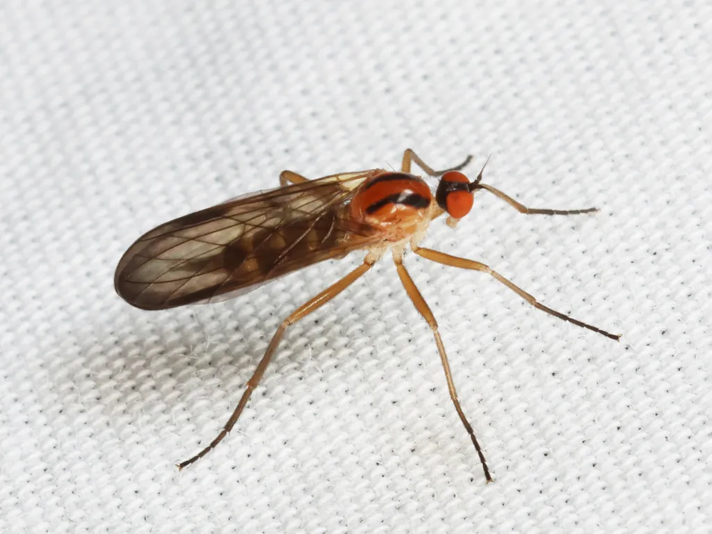 Rhamphomyia vittata - photo 2