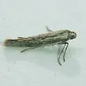 Rhamphura altisierrae - Hodges#1649