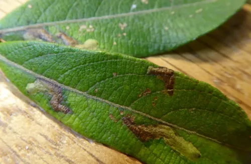 Rhamphus pulicarius - Rhamphus pulicarius
