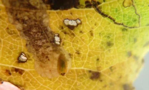 Rhamphus pulicarius - photo 2