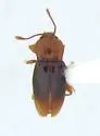Rhanidea unicolor - Rhanidea unicolor