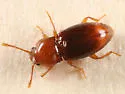 Rhanidea unicolor - photo 2