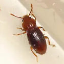 Rhanidea unicolor - photo 3